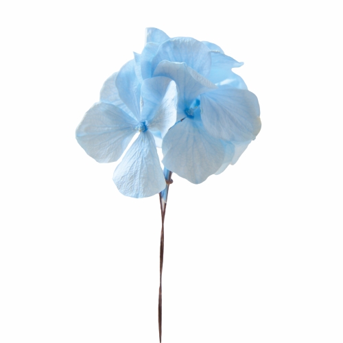 Preserved Flowers Florever