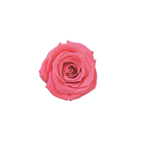 Preserved Flowers Florever