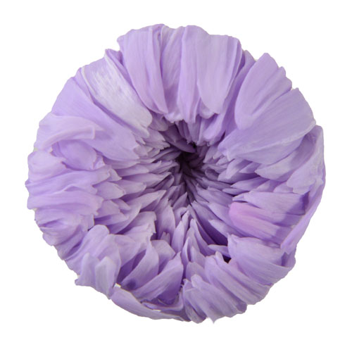 Preserved Flowers Florever