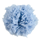 56-Cotton Blue/コットンブルー
