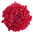 35-Ruby/ルビー 
