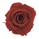 5-チェリーレッド