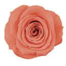 85-フラミンゴオレンジ