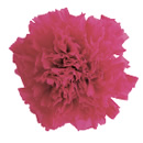 8-ホットピンク