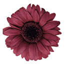 37-カーディナル