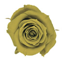 70-シトロンイエロー