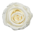 84-フレンチレース