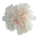 46-パンナコッタ