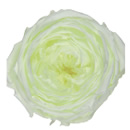 75-ソルティライム