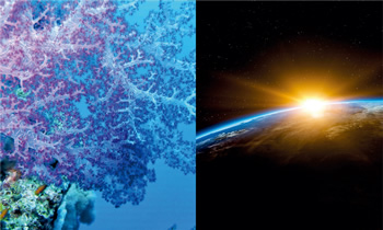 ディープカラー