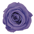 86-オーロラバイオレット