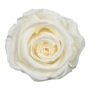 84-フレンチレース