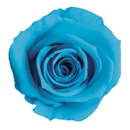 72-カリビアンブルー