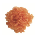 6-サンセットオレンジ