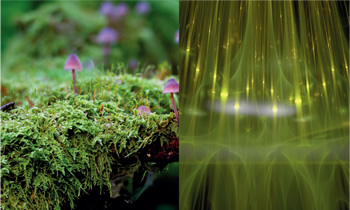 ディープカラー