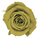 70-シトロンイエロー