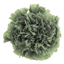 25-グリーンティー