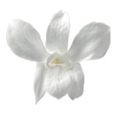 1-パールホワイト