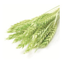 770-ライトグリーン